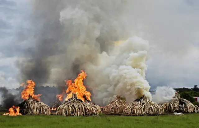 pile of ivory