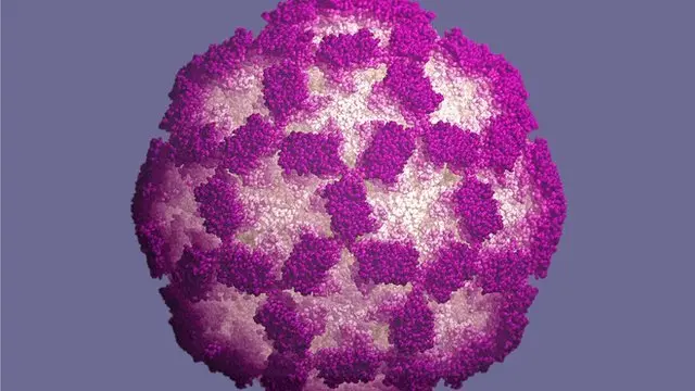 Norovirus