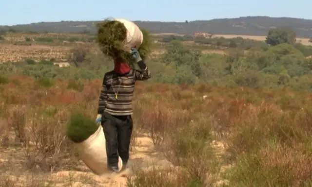 Rooibos farmer