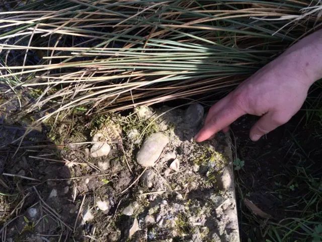 Water vole droppings