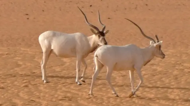 Saharan Addax antelopes