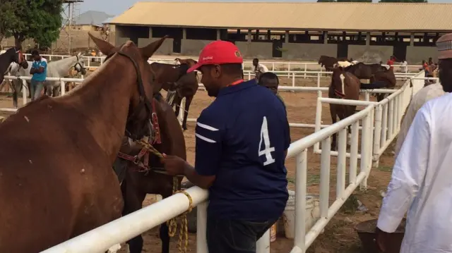 Horses at Keffi Polo Ranch, Nigeria