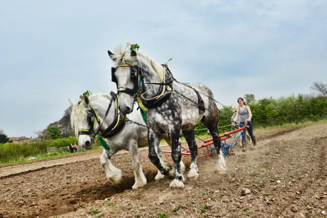 heavy horses