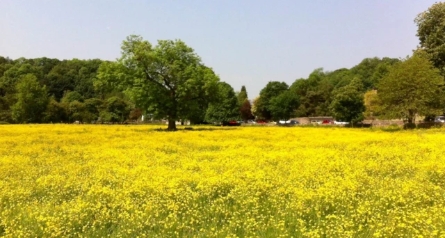 Field in Bakewell