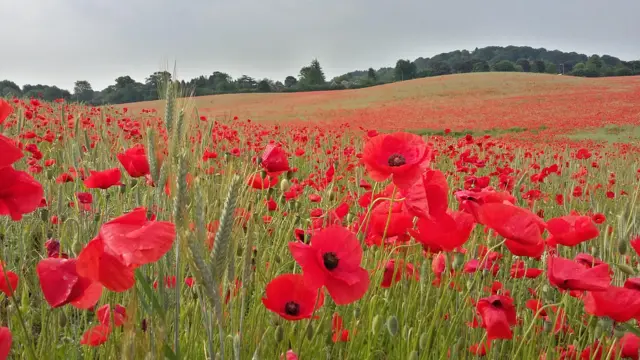 Poppies