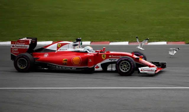 Seagulls move from the circuit as Sebastian Vettel goes past