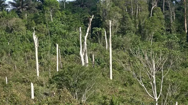 Forest in Ivory Coast
