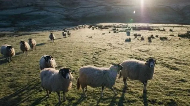 Sheep in a field