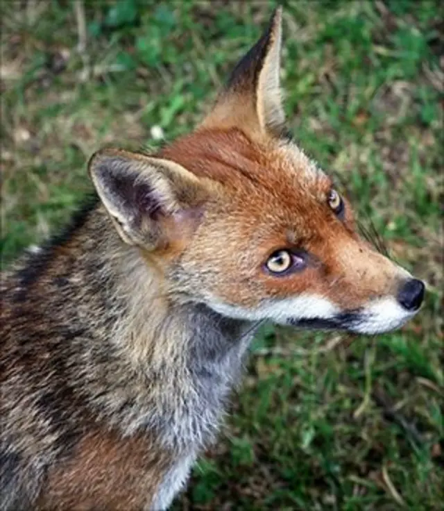 Fox