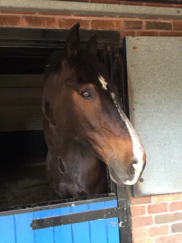 WY Police Horse called Ilkley