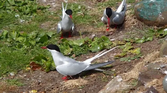 Terns