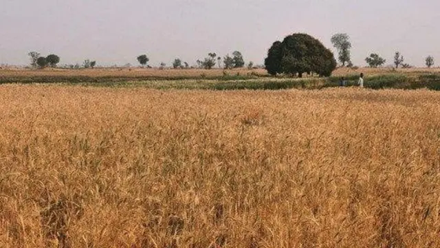 Rice field