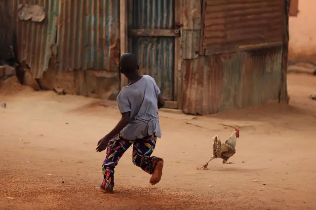 A boy chases a chicken ahead of a Voodoo ceremony on January 10, 2012 in Ouidah, Benin.