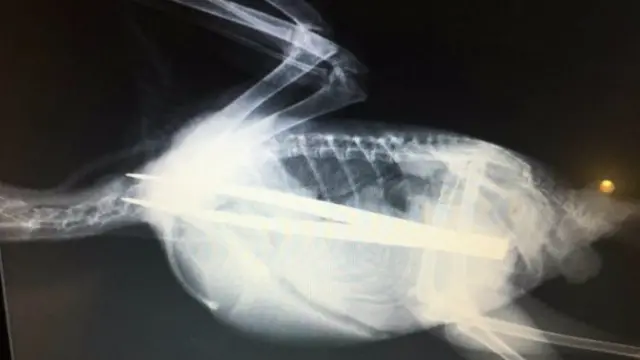 X-ray of tweezers inside jackdaw