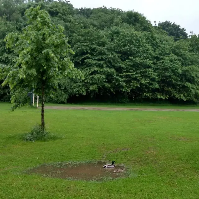 Ducks in Endcliffe Park