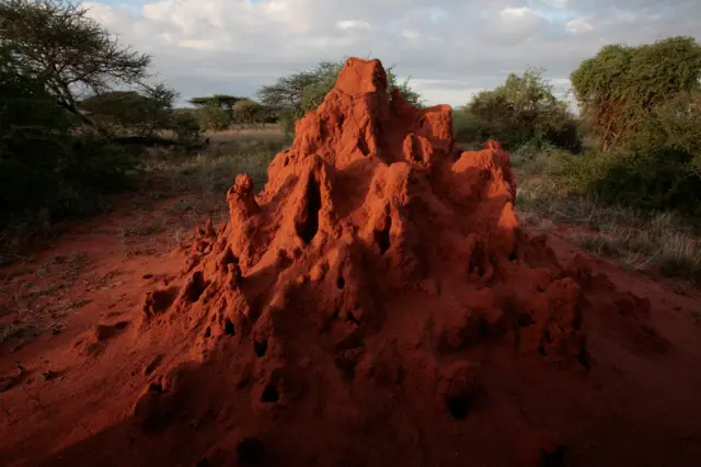 Termites' nest