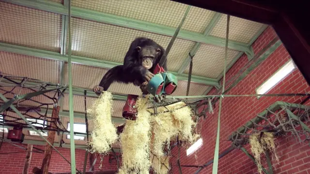 Chimpanzee at Twycross Zoo