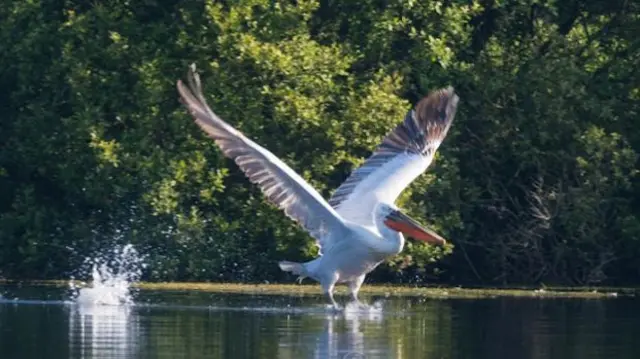 pelican