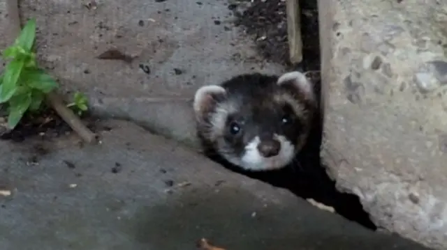 Polecat