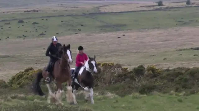 Horses on Dartmoor