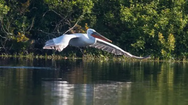 Pelican