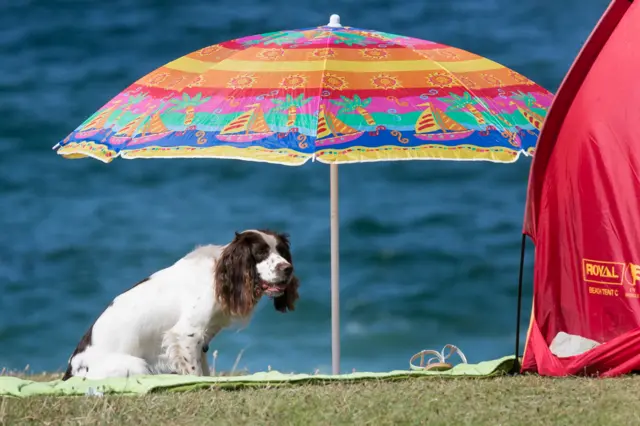 Dog on beach