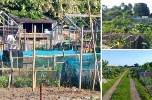 Cottingham allotments