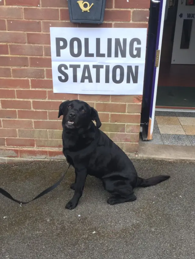 dog at polling station