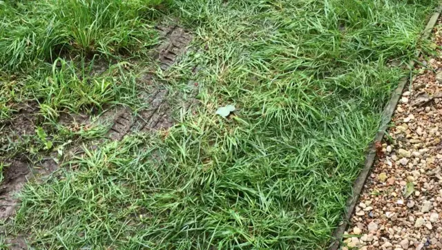 Track left in grass in churchyard