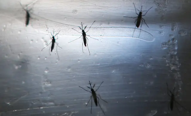 Aedes aegypti mosquitos seen in a lab