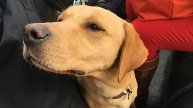 Labrador