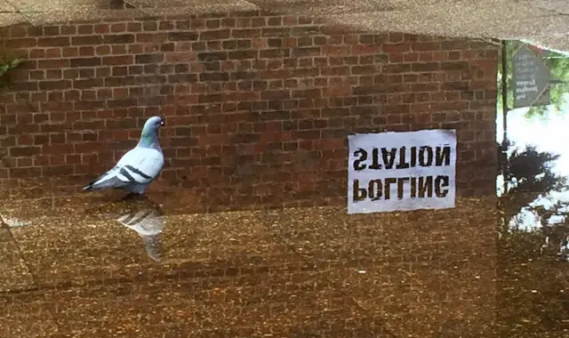 A pigeon at a polling station in Crouch End