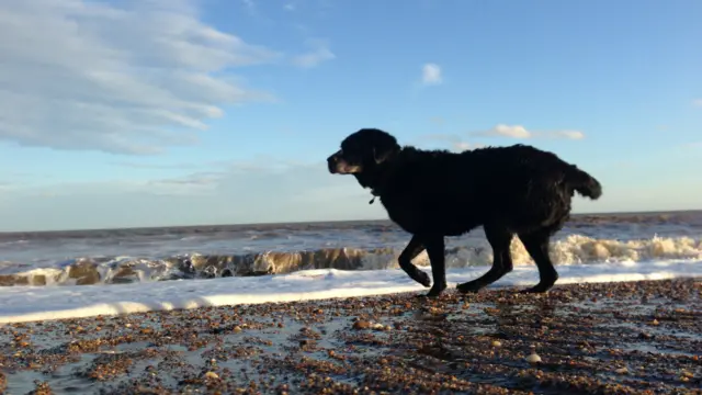 Dog on beach