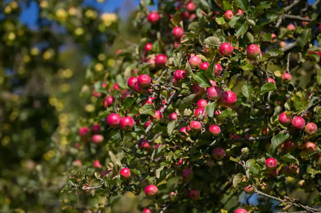 Apples on tree