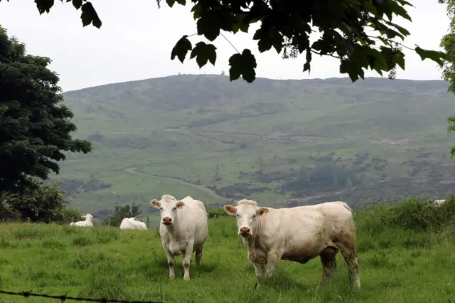 Cattle in a field