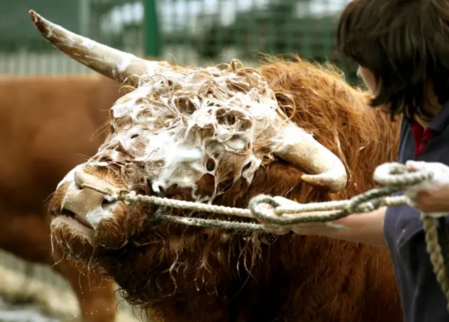 Cattle being shown at Royal Highland Show