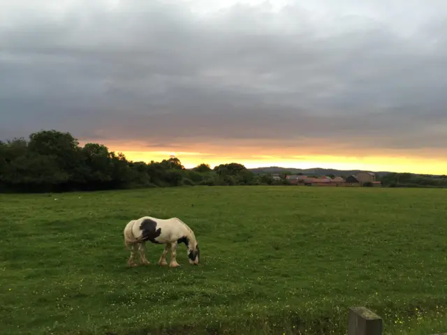 Shire horse in a field