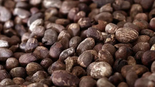 Shea seeds