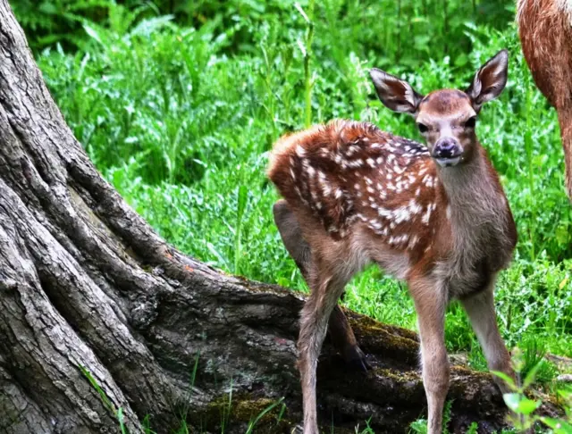 Fawn at Lotherton