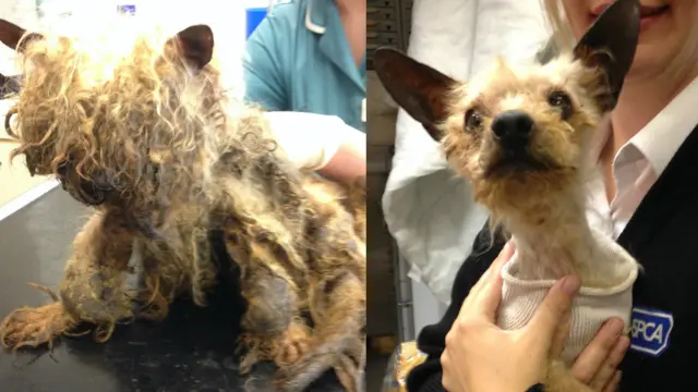 Philip before and after having fur removed