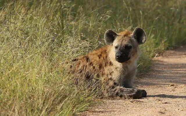 Hyena in South Africa