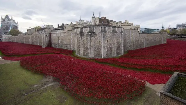 poppies