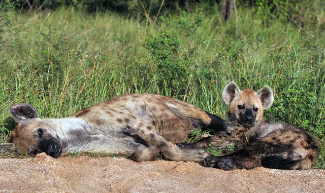 Photo taken on February 6, 2013 shows a spotted hyena and its cub resting in the Kruger National Park near Nelspruit, South Africa.