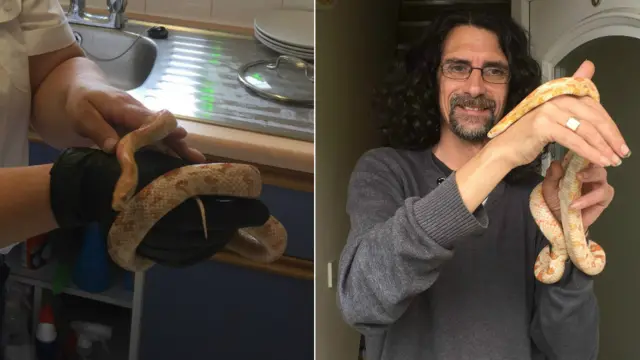 RSPCA officer holds snake after catching it / Owner holds snake up