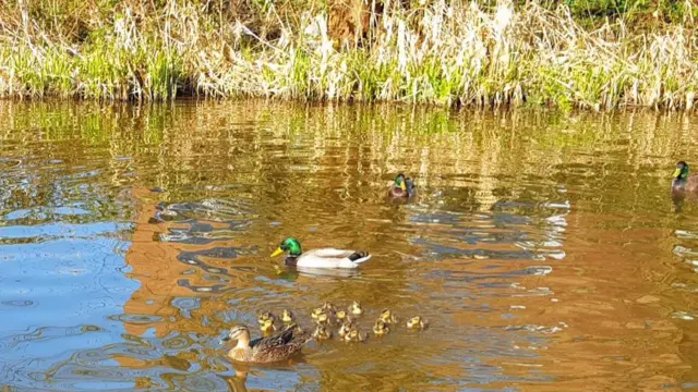 Stone canal ducks