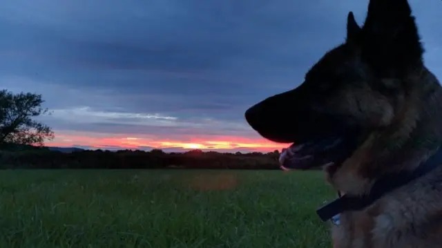 Fire breathing dog in Herefordshire