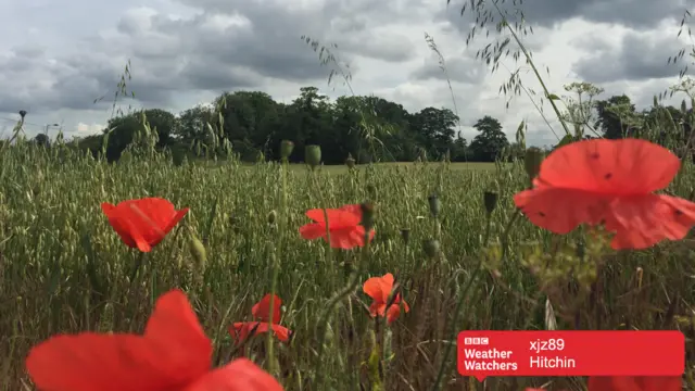 Poppies in a field in Hitchin