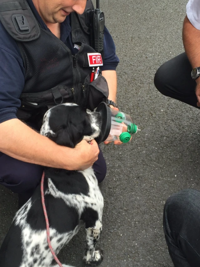 Oxygen mask for pets