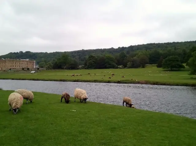 Sheep at Chatsworth