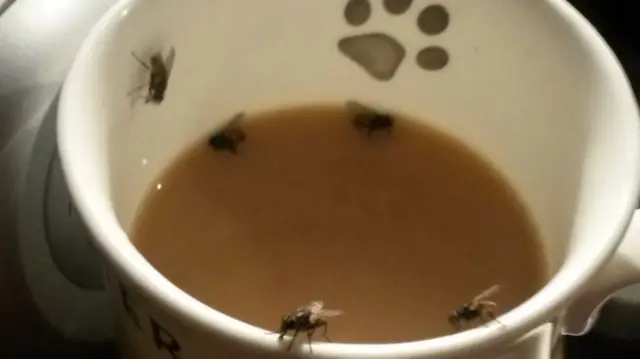 Flies in tea